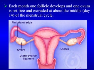 <ul><li>Each month one follicle develops and one ovum is set free and extruded at about the middle (day 14) of the menstru...