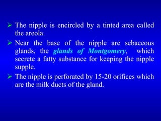 <ul><li>The nipple is encircled by a tinted area called the areola. </li></ul><ul><li>Near the base of the nipple are seba...