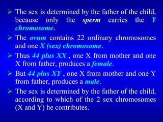 <ul><li>The sex is determined by the father of the child, because only the  sperm  carries the  Y chromosome . </li></ul><...