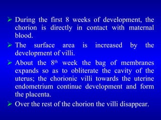 <ul><li>During the first 8 weeks of development, the chorion is directly in contact with maternal blood. </li></ul><ul><li...