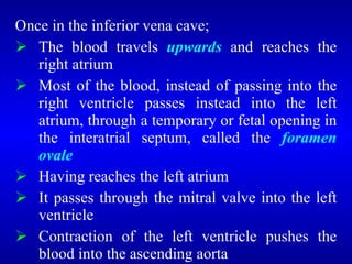 <ul><li>Once in the inferior vena cave; </li></ul><ul><li>The blood travels  upwards  and reaches the right atrium </li></...