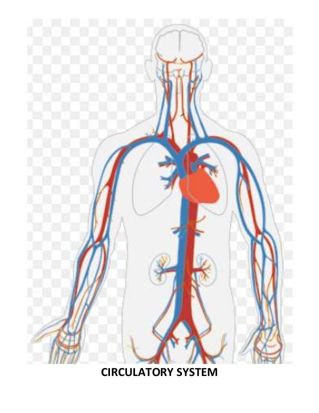 Organ system