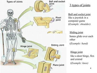 Human Organ system important lecture .ppt