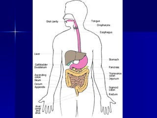 Organ system overview | PPT