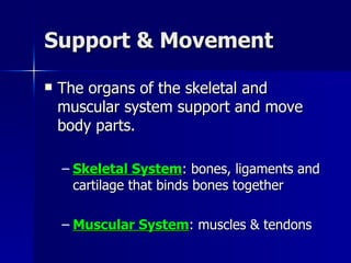Support & Movement The organs of the skeletal and muscular system support and move body parts. Skeletal System : bones, ligaments and cartilage that binds bones together Muscular System : muscles & tendons 