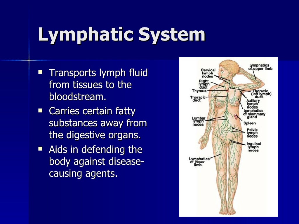 Organ system overview