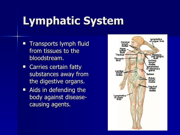 organ system overview organ system overview