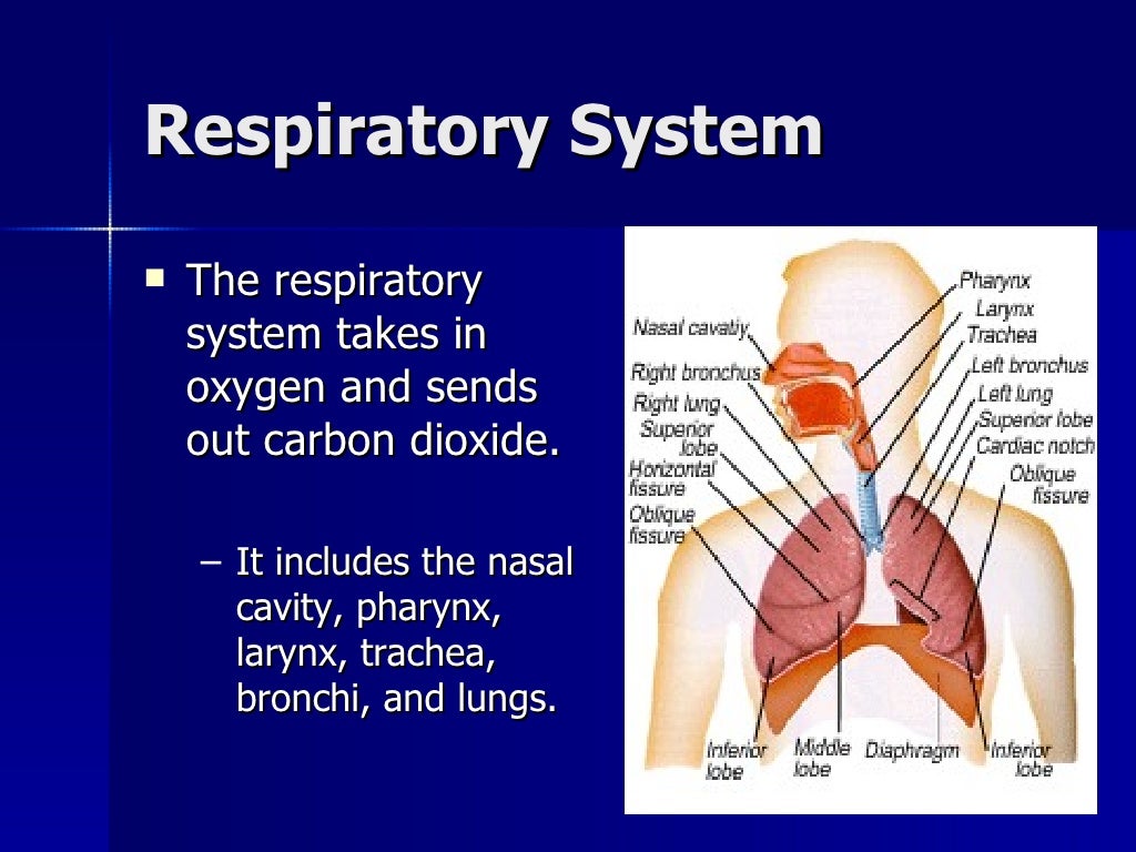 Organ system overview Biology Diagrams