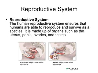 Reproductive System Reproductive System The human reproductive system ensures that humans are able to reproduce and survive as a species. It is made up of organs such as the uterus, penis, ovaries, and testes  