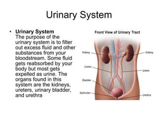 Urinary System Urinary System The purpose of the urinary system is to filter out excess fluid and other substances from your bloodstream. Some fluid gets reabsorbed by your body but most gets expelled as urine. The organs found in this system are the kidneys, ureters, urinary bladder, and urethra  