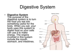 Digestive System Digestive System The purpose of the digestive system is to turn the food you eat into something useful for the body. When you eat, your body uses this system to digest food so your cells can use it to make energy. The organs involved in this system include the mouth, stomach, and intestines.  