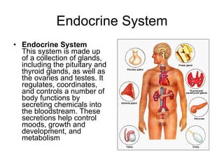 Endocrine System Endocrine System This system is made up of a collection of glands, including the pituitary and thyroid glands, as well as the ovaries and testes. It regulates, coordinates, and controls a number of body functions by secreting chemicals into the bloodstream. These secretions help control moods, growth and development, and metabolism  