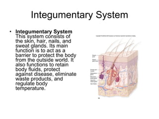Integumentary System Integumentary System This system consists of the skin, hair, nails, and sweat glands. Its main function is to act as a barrier to protect the body from the outside world. It also functions to retain body fluids, protect against disease, eliminate waste products, and regulate body temperature.  