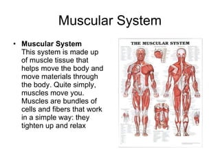 Muscular System Muscular System This system is made up of muscle tissue that helps move the body and move materials through the body. Quite simply, muscles move you. Muscles are bundles of cells and fibers that work in a simple way: they tighten up and relax  