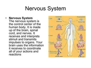 Nervous System Nervous System The nervous system is the control center of the human body. It is made up of the brain, spinal cord, and nerves. It receives and interprets stimuli and transmits impulses to organs. Your brain uses the information it receives to coordinate all of your actions and reactions  