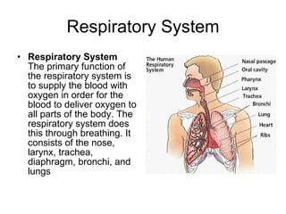 Respiratory System Respiratory System The primary function of the respiratory system is to supply the blood with oxygen in order for the blood to deliver oxygen to all parts of the body. The respiratory system does this through breathing. It consists of the nose, larynx, trachea, diaphragm, bronchi, and lungs  