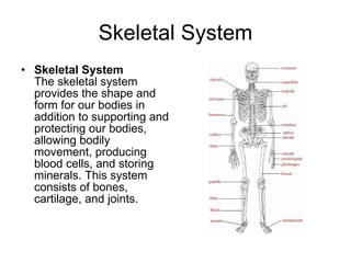 Skeletal System Skeletal System The skeletal system provides the shape and form for our bodies in addition to supporting and protecting our bodies, allowing bodily movement, producing blood cells, and storing minerals. This system consists of bones, cartilage, and joints.  