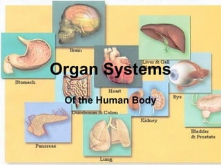 Organ Systems Of the Human Body 
