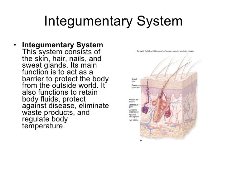 Organ systems