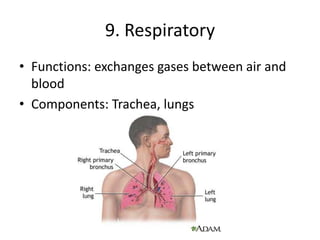9. Respiratory
• Functions: exchanges gases between air and
blood
• Components: Trachea, lungs
 