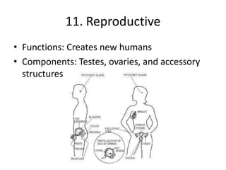 11. Reproductive
• Functions: Creates new humans
• Components: Testes, ovaries, and accessory
structures
 