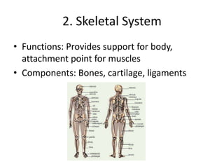 2. Skeletal System
• Functions: Provides support for body,
attachment point for muscles
• Components: Bones, cartilage, ligaments
 