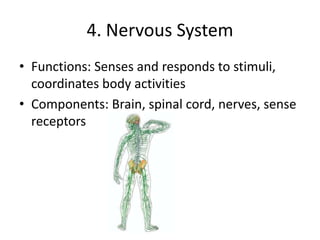 4. Nervous System
• Functions: Senses and responds to stimuli,
coordinates body activities
• Components: Brain, spinal cord, nerves, sense
receptors
 