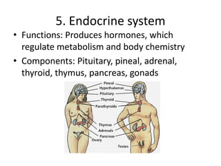 5. Endocrine system
• Functions: Produces hormones, which
regulate metabolism and body chemistry
• Components: Pituitary, pineal, adrenal,
thyroid, thymus, pancreas, gonads
 