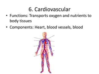 6. Cardiovascular
• Functions: Transports oxygen and nutrients to
body tissues
• Components: Heart, blood vessels, blood
 