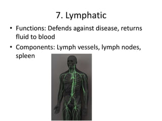 7. Lymphatic
• Functions: Defends against disease, returns
fluid to blood
• Components: Lymph vessels, lymph nodes,
spleen
 