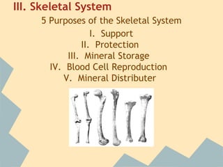 III. Skeletal System
5 Purposes of the Skeletal System
I. Support
II. Protection
III. Mineral Storage
IV. Blood Cell Reproduction
V. Mineral Distributer

 