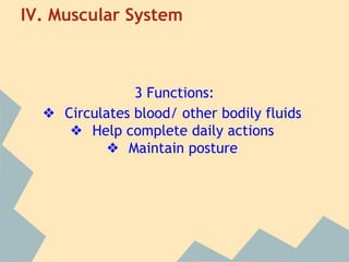 IV. Muscular System

3 Functions:
❖ Circulates blood/ other bodily fluids
❖ Help complete daily actions
❖ Maintain posture

 