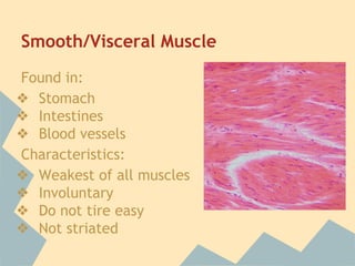 Smooth/Visceral Muscle
Found in:
❖ Stomach
❖ Intestines
❖ Blood vessels
Characteristics:
❖ Weakest of all muscles
❖ Involuntary
❖ Do not tire easy
❖ Not striated

 