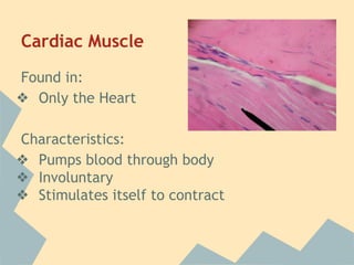 Cardiac Muscle
Found in:
❖ Only the Heart
Characteristics:
❖ Pumps blood through body
❖ Involuntary
❖ Stimulates itself to contract

 