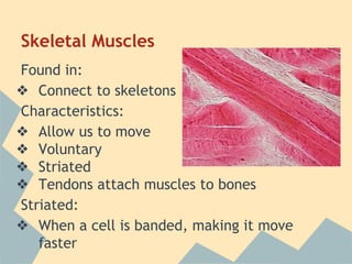 Skeletal Muscles
Found in:
❖ Connect to skeletons
Characteristics:
❖ Allow us to move
❖ Voluntary
❖ Striated
❖ Tendons attach muscles to bones
Striated:
❖ When a cell is banded, making it move
faster

 