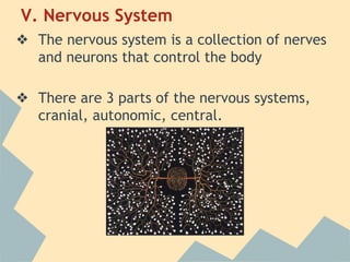 V. Nervous System
❖ The nervous system is a collection of nerves
and neurons that control the body
❖ There are 3 parts of the nervous systems,
cranial, autonomic, central.

 