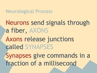 Neurological Process

Neurons send signals through
a fiber, AXONS
Axons release junctions
called SYNAPSES
Synapses give commands in a
fraction of a millisecond

 