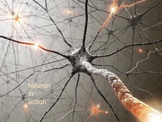 Neuron
in
action

 