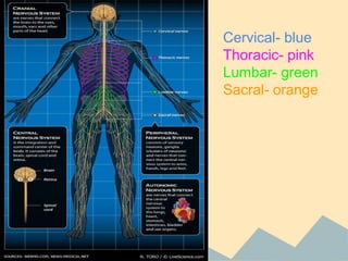 Cervical- blue
Thoracic- pink
Lumbar- green
Sacral- orange

 