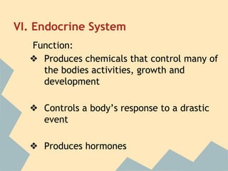 VI. Endocrine System
Function:
❖ Produces chemicals that control many of
the bodies activities, growth and
development
❖ Controls a body’s response to a drastic
event
❖ Produces hormones

 