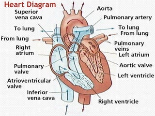 Heart Diagram

 