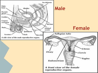 Male

Female

 