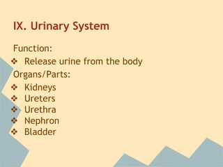 IX. Urinary System
Function:
❖ Release urine from the body
Organs/Parts:
❖ Kidneys
❖ Ureters
❖ Urethra
❖ Nephron
❖ Bladder

 