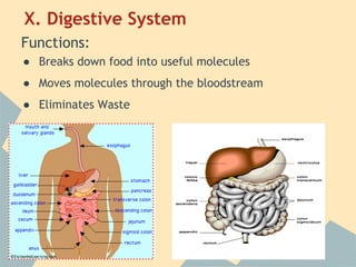 X. Digestive System
Functions:
● Breaks down food into useful molecules
● Moves molecules through the bloodstream
● Eliminates Waste

 