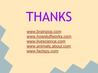 THANKS
www.brainpop.com
www.howstuffworks.com
www.livescience.com
www.animals.about.com
www.factspy.com

 