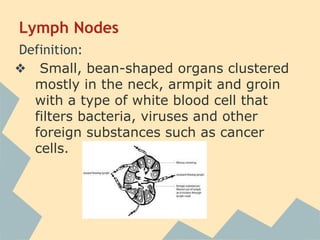 Lymph Nodes
Definition:
❖ Small, bean-shaped organs clustered
mostly in the neck, armpit and groin
with a type of white blood cell that
filters bacteria, viruses and other
foreign substances such as cancer
cells.

 