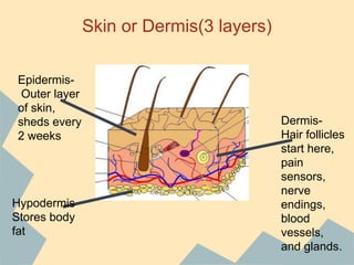 Skin or Dermis(3 layers)
EpidermisOuter layer
of skin,
sheds every
2 weeks

Hypodermis
Stores body
fat

DermisHair follicles
start here,
pain
sensors,
nerve
endings,
blood
vessels,
and glands.

 