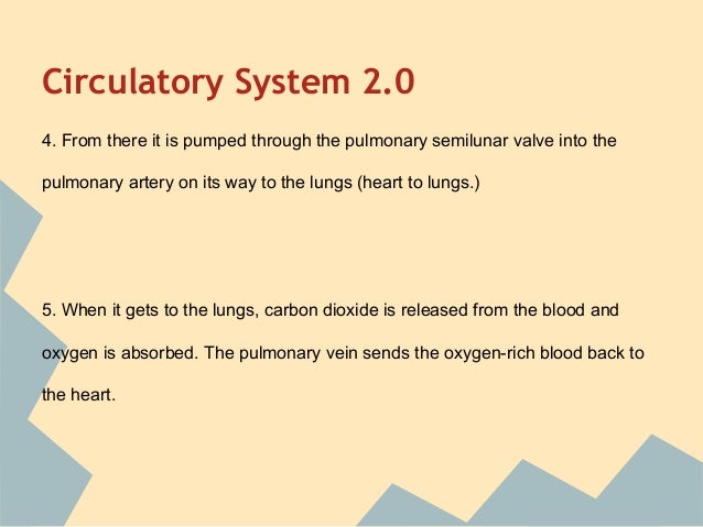 organ systems in the human body organ systems in the human body, Muscles