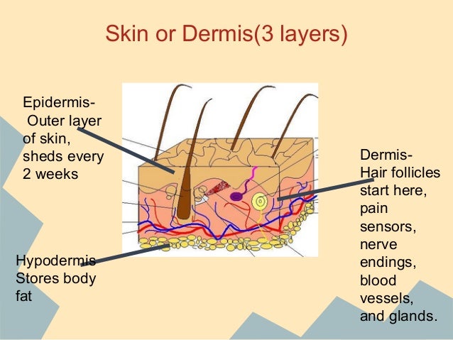 Organ systems in the Human Body