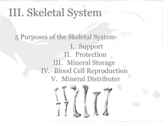 III. Skeletal System
5 Purposes of the Skeletal SystemI. Support
II. Protection
III. Mineral Storage
IV. Blood Cell Reproduction
V. Mineral Distributer

 